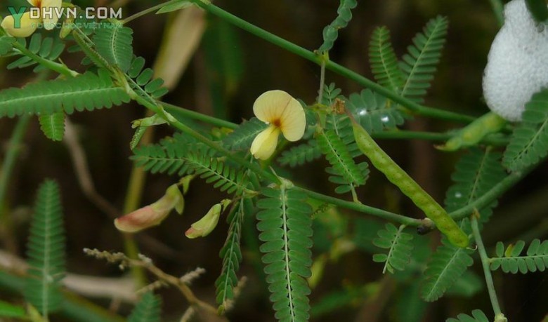 Hình ảnh cây Rút nước