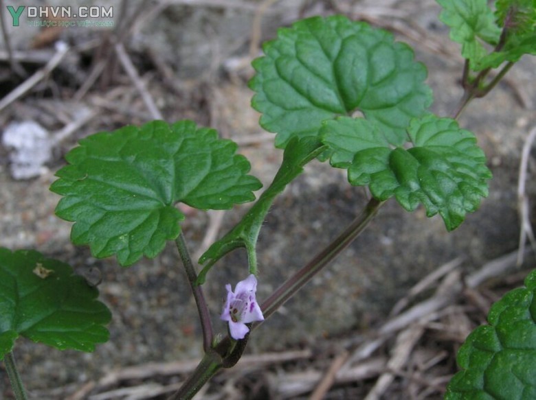 Cây Rau má lông, Liên tiền thảo - Glechoma longituba (Nakai) Kupr (G. brevituba Kupr) thuộc họ Hoa môi - Lamiaceae. 