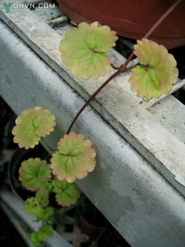 Tham khảo thêm hình ảnh cây rau má lông