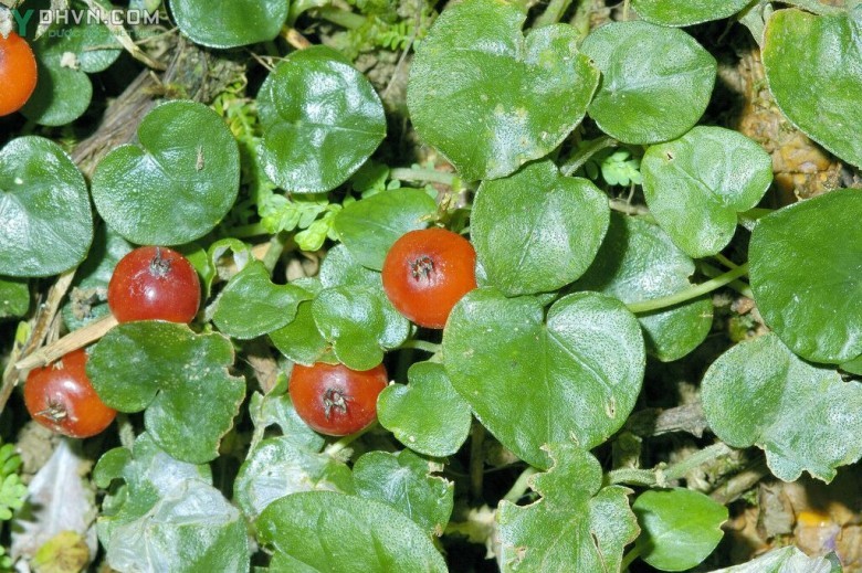 Hình ảnh cây và quả rau má núi