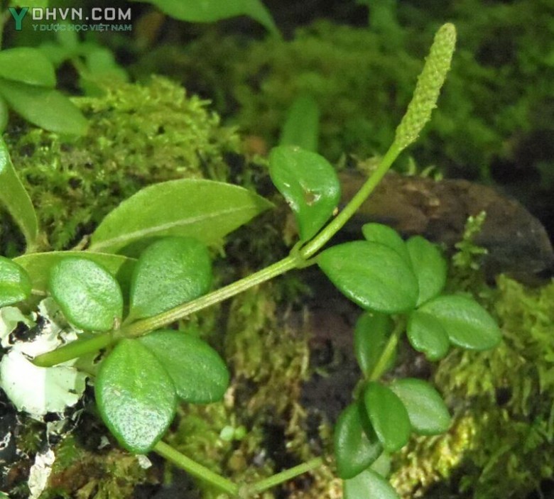 Cây Rau càng cua bốn lá - Peperomia tertraphylla (Forst f) Hook et Arn, thuộc họ Hồ tiêu - Piperaceae. 