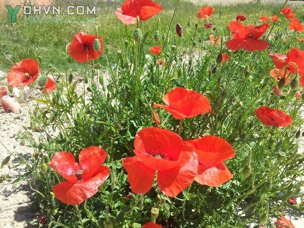 Cây Hồng anh - Papaver rhoeas L., thuộc họ Thuốc phiện - Papaveraceae.