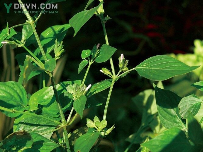 Cây Lá diễn, cây gan heo - Dicliptera chinensis (L.) Ness, thuộc họ Ô rô - Acanthaceae.