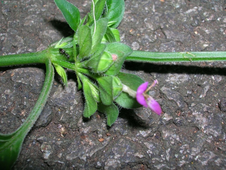 Hình ảnh cây, hoa Lá diễn