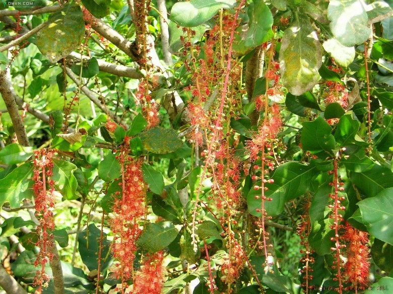 Cây Lộc vừng, Chiếc- Barringtonia acutangula (L) Gaertn, thuộc họ Lộc vừng - Lecythidaceae.