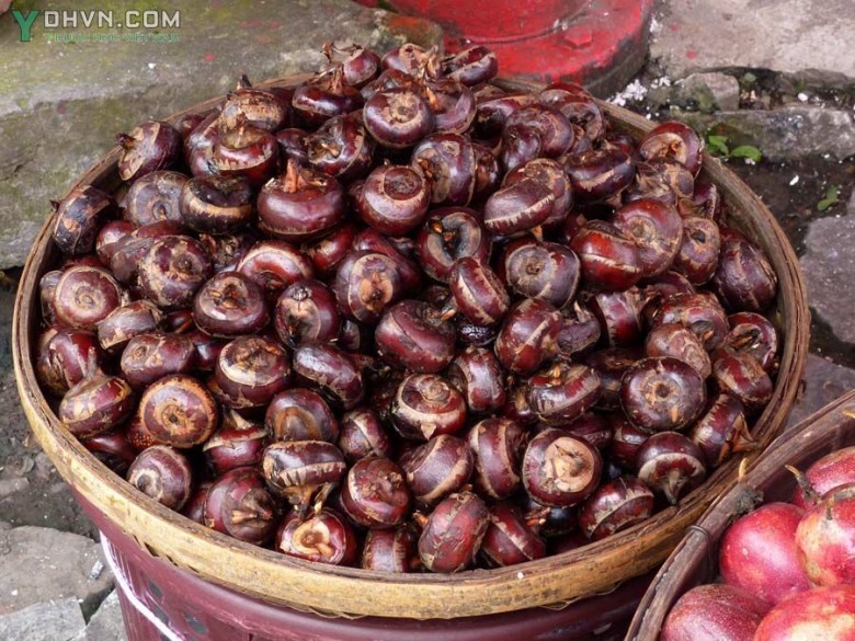Cây Năng củ, Mã thầy, Năng cao - Eleocharis dulcis (Burm. f.) Trin ex Henschel var. tuberosa (Roxb.) Koyama, thuộc họ Cói - Cyperaceae.