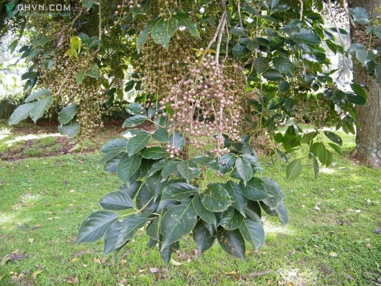 Cây Nhội, Quả cơm nguội - Bischofia javanica Blume (B. trifoliata (Roxb.) Hook. f.), thuộc họ Thầu dầu - Euphorbiaceae.