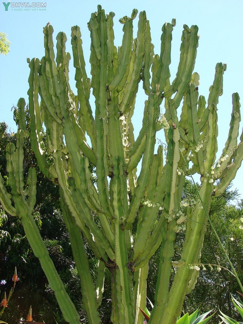 Cây Xương rồng ông, Xương rồng ba cạnh - Euphorbia antiquorum L., thuộc họ Thầu dầu - Euphorbiaceae.