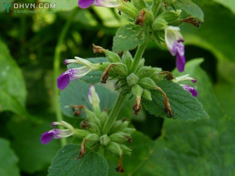 Phòng phong thảo, Hy kiểm, Thổ hoắc hương - Anisomeles indica (L.) O. Ktze (A. ovata R.Br. Epimeredi indica (L.) Rothm.), thuộc họ Hoa môi - Lamiaceae.
