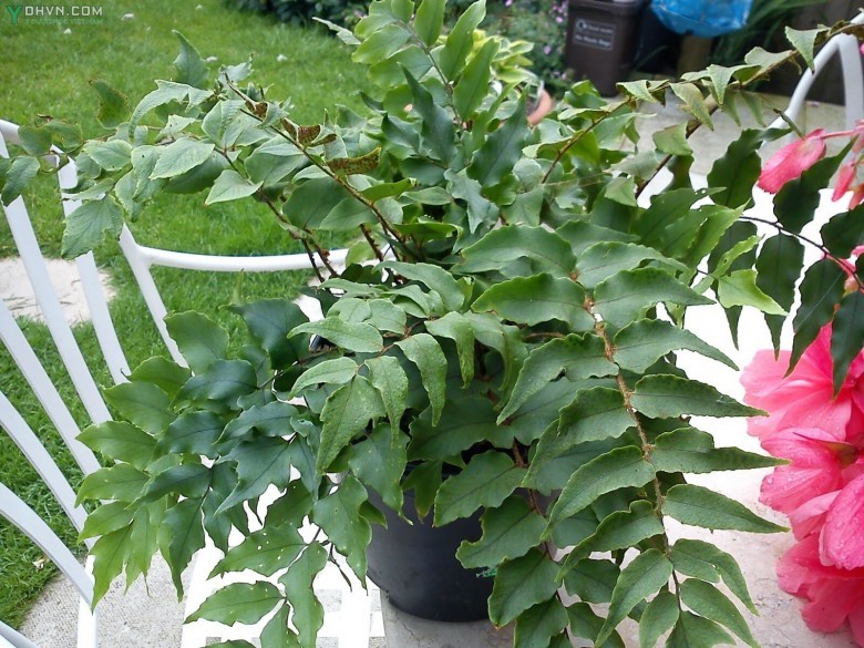 Cây Quán chúng, Lưỡi hái - Cyrtomium fortunei J. Sm., thuộc họ áo khiên - Aspidiaceae.