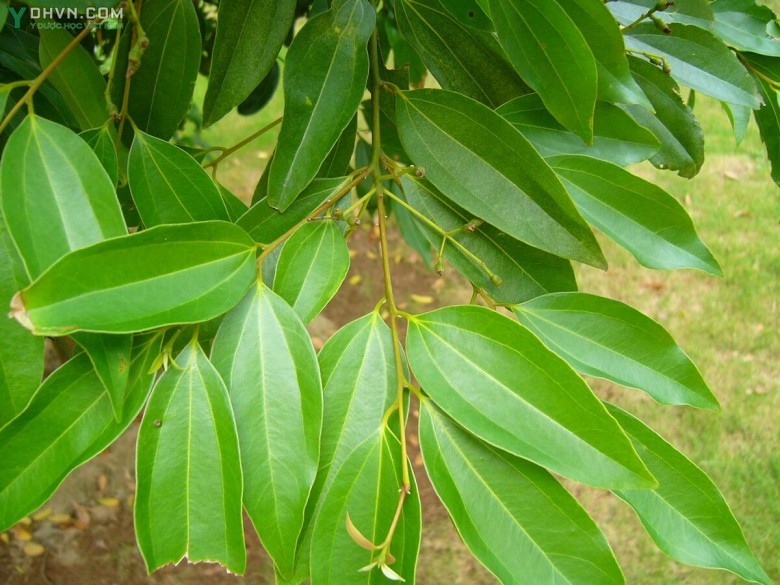 Cây Quế Thanh, Quế Quỳ - Cinnamomum loureirii Nees., thuộc họ Long não - Lauraceae.