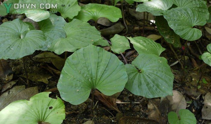 Lan một lá, Lan cờ, thanh thiên quỳ, Trâu châu - Nervilia fordii (Hance) Schltr., thuộc họ Lan- Orchidaceae.