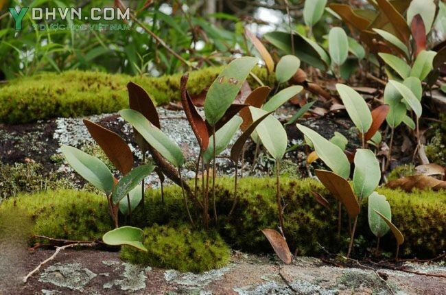 Thạch vi, Ráng hỏa mạc lưỡi, Cỏ lưỡi mèo - Pyrrosia lingua (Thunb.) Farw. (Acrostichum lingua Thunb.), thuộc họ Ráng - Polypodiaceae.