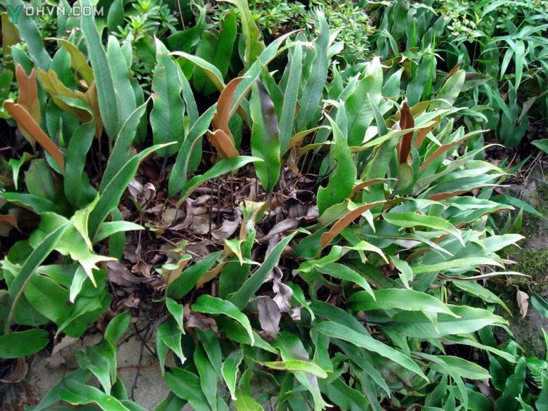 Hình ảnh tham khảo thêm cây Thạch vi