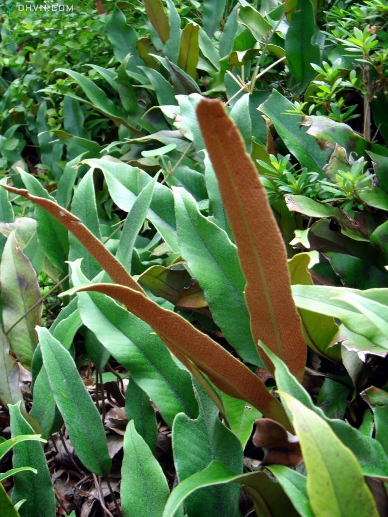 Hình ảnh tham khảo thêm