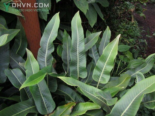Cây Thạch vi cụt, Ráng hỏa mạc Shearer - Pyrrosia sheareri (Bak.) Ching, thuộc họ Ráng - Polypodiaceae
