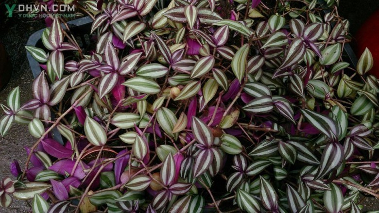 Cây Thài lài tía, Trai thài lài, Hồng trai - Tradescantia zebrina Hort. ex London (Zebrina pendula Schnizl.), thuộc họ Thài lài - Commelinaceae.