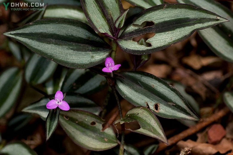 Hình ảnh Hoa cây thài lài tía