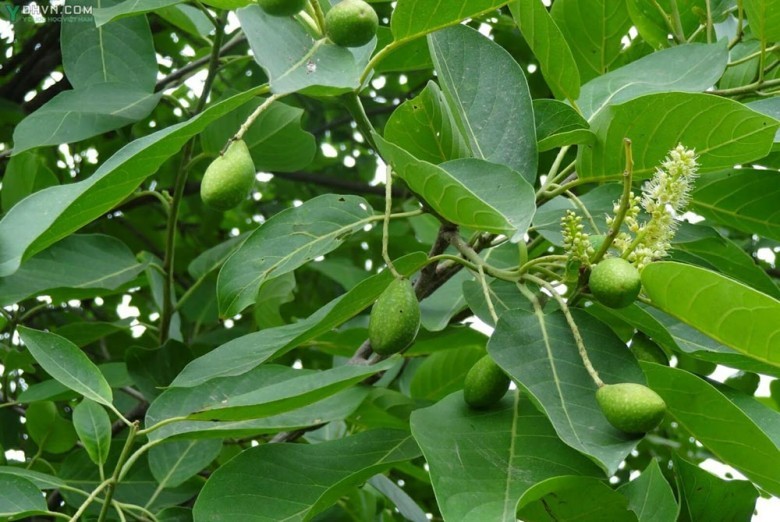 Cây Chiêu liêu, Chiêu liêu hồng, Xàng, Tiếu - Terminalia chebula Retz., thuộc họ Bàng - Combretaceae.