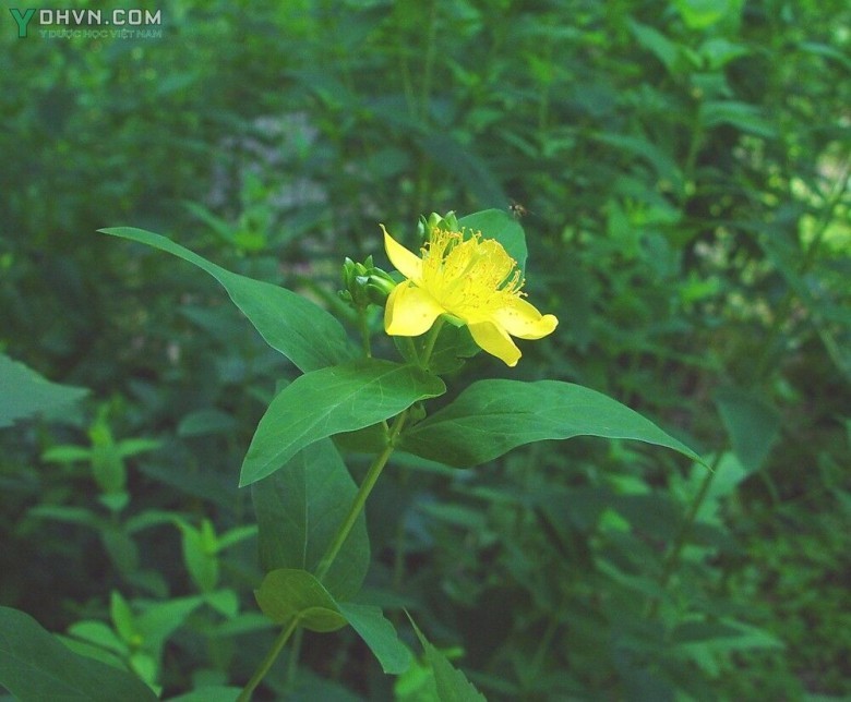 Cây Ban rỗ, Hồ nam liên kiều - Hypericum ascyron L., thuộc họ Măng cụt - Clusiaceae.