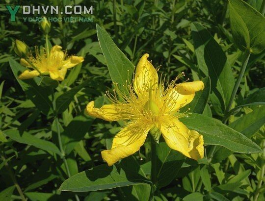 Tham khảo thêm hình ảnh