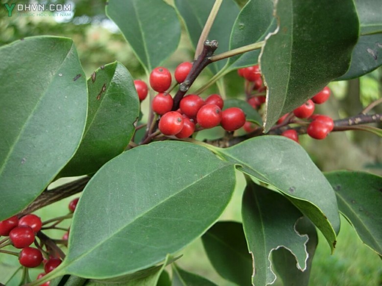 Cây Bùi tròn - llex rotunda Thunb, thuộc họ Nhựa ruồi - llicaceae.