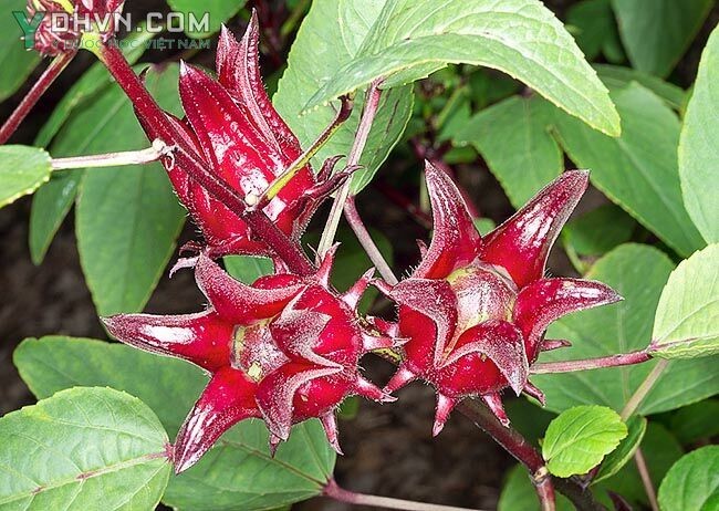 Cây Bụp giấm - Hibiscus sabdariffa L., thuộc họ Bông - Malvaceae.
