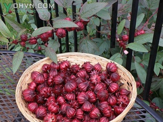 Bụp giấm - Hibiscus sabdariffa L., thuộc họ Bông - Malvaceae.