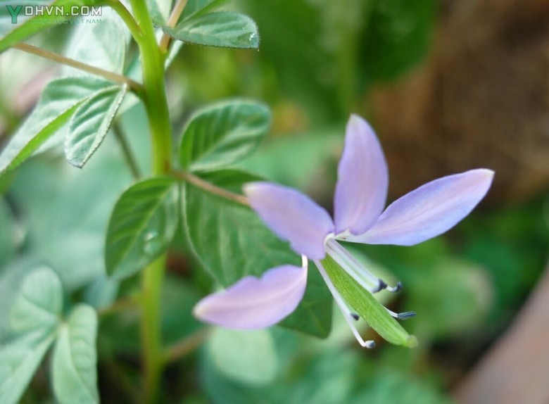 Cây Màn màn tím, Màn ri tía, Màn ri tím - Cleome chelidonii L.f (Polanisia chelidonii (L.f) A. DC), thuộc họ Màn màn - Capparaceae.