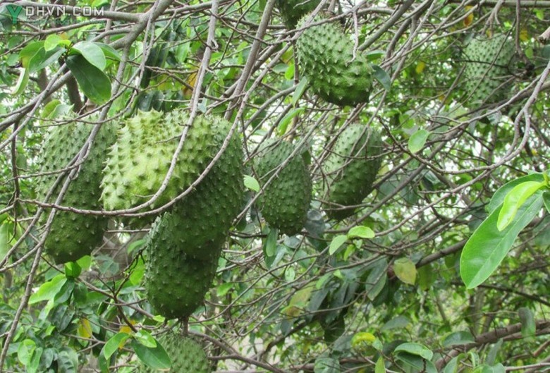 Cây Mãng cầu xiêm - Annona muricata L., thuộc họ Na - Annonaceae.