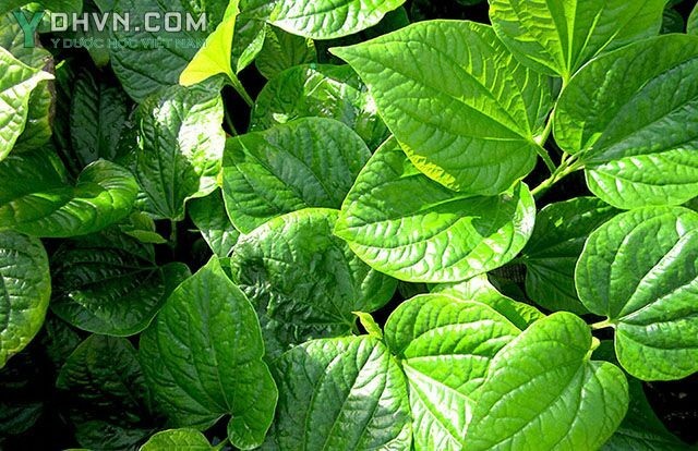 Cây Lá lốt hay Tất bát - Piper lolot L., thuộc họ Hồ tiêu - Piperaceae.