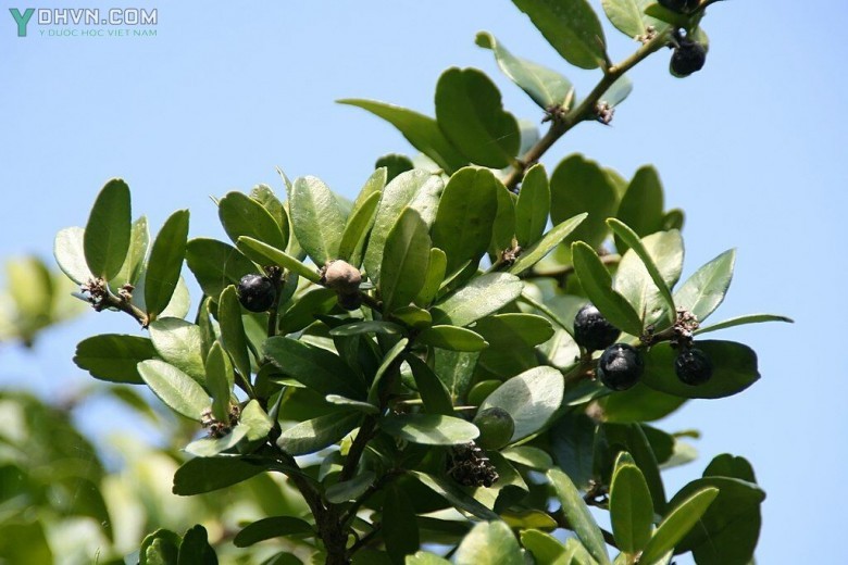 Cây Tầm xoọng, Gai xanh, Quýt gai, Ðộc lực, Mền tên - Severinia monophylla (L.) Tanaka (Limonia monophylla L., Atalantia bilocularis Wall., A. buxifolia (Poir.) Oliv.), thuộc họ Cam - Rutaceae.