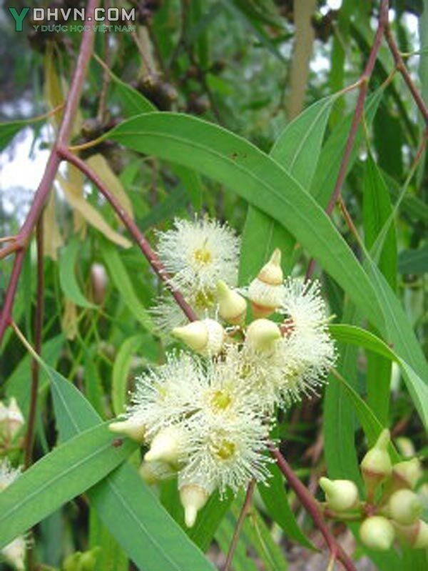 Cây Bạch đàn lá liễu, Khuynh diệp thò - Eucalyptus exserta F.v Muell., thuộc họ Sim - Myrtaceae.