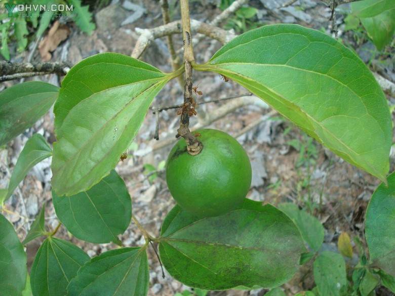 Cây Mã tiền - Strychnos nux-vomica L, thuộc họ Mã tiền - Loganiaceae.