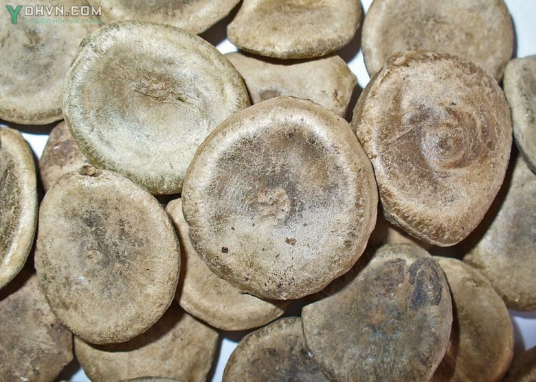 Hình ảnh hạt mã tiền