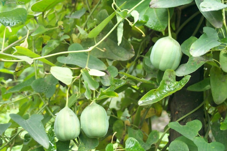 Cây Rễ gió, Sơn dịch vặn - Aristolochia contorta Bunge, thuộc họ Nam mộc hương - Aristolochiaceae.