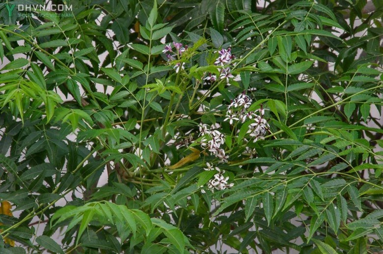 Cây Xoan quả to - Melia toosendan Sieb. et. Zucc, thuộc họ Xoan - Meliaceae.