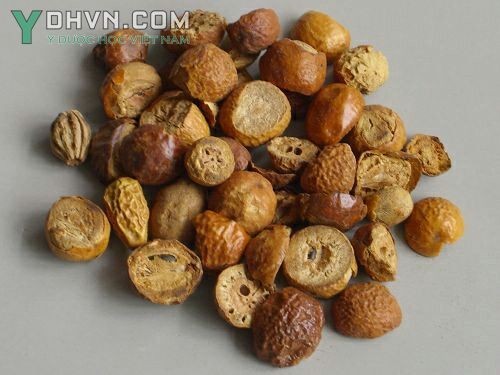 Hình ảnh quả xoan