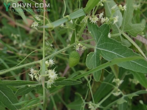Cây Xạ hùng mềm, Bình trấp - Actinostemma tenerum Griff., thuộc họ Bầu bí - Cucurbitaceae.