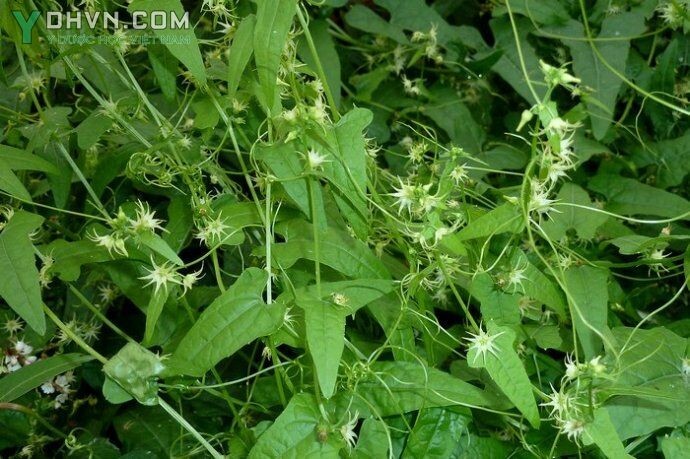 Tham khảo thêm hình ảnh cây Xạ hùng mềm