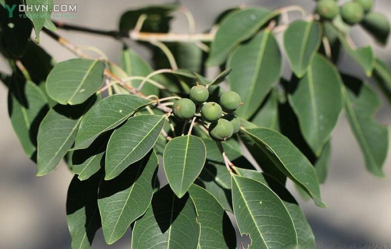 Cây Sòi tía - Sapium discolor (Champ.) Muell - Arg., thuộc họ Thầu dầu - Euphorbiaceae.