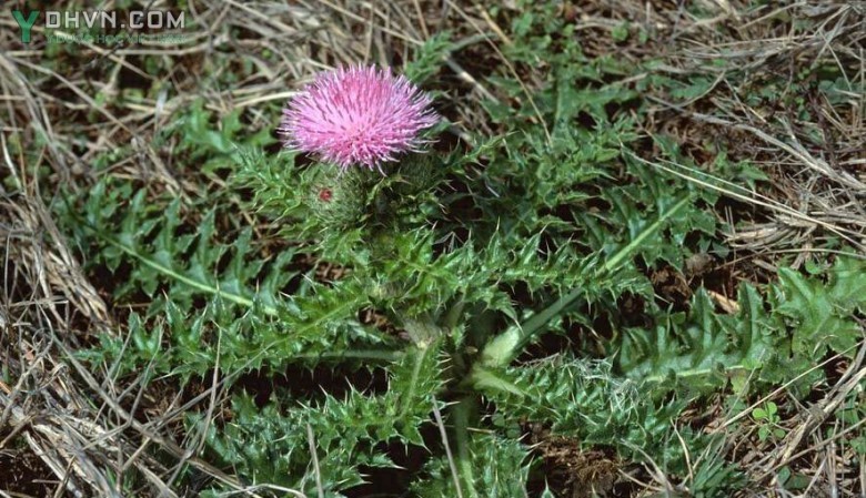 Cây Ðại kế, Ô rô cạn - Cirsium japonicum DG. (Cnicus japonicus (DG.) Maxim.), thuộc họ Cúc - Asteraceae.