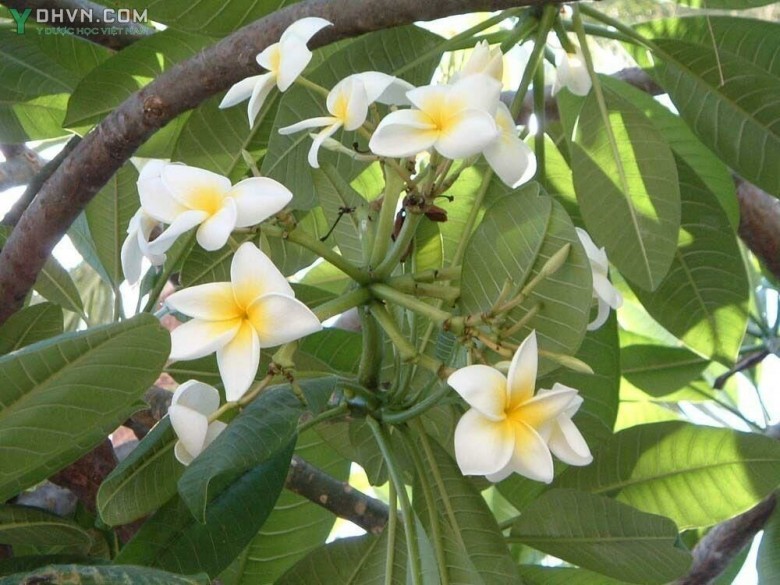 Cây Ðại, Ðại hoa trắng - Plummeria rubra L. var. acutifolia (Poir.) Bail (P. acutifolia Poir, P. acuminata Ait.) thuộc họ Trúc đào - Apocynaceae.