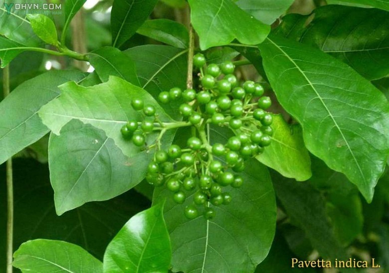 Cây Giọt sành, Bã mía, Thanh táo rừng - Pavetta indica L., thuộc họ Cà phê - Rubiaceae.