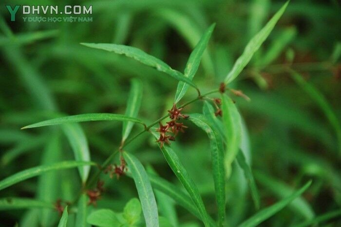 Cây Bạch tiền lá liễu - Cynanchum stauntonii (Decne) Schltr. et Lévi., thuộc họ Thiên Lý - Asclepiadaceae.
