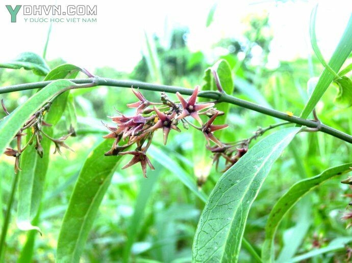 Xem thêm hình ảnh cây Bạch tiền lá liễu