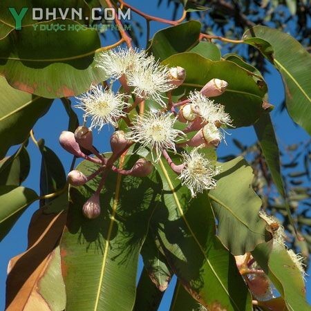 Cây Bạch đàn xanh, Bạch đàn tròn - Eucalyptus globulus Labill., thuộc họ Sim - Myrtaceae.