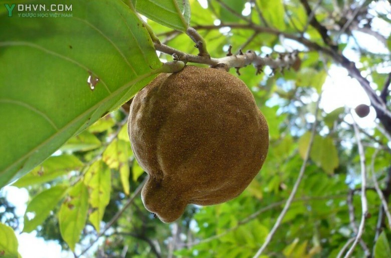 Cây Lọ nồi, Nang trứng - Hydnocarpus kurzii (King) Warb., thuộc họ Chùm bao - Kiggelariaceae.