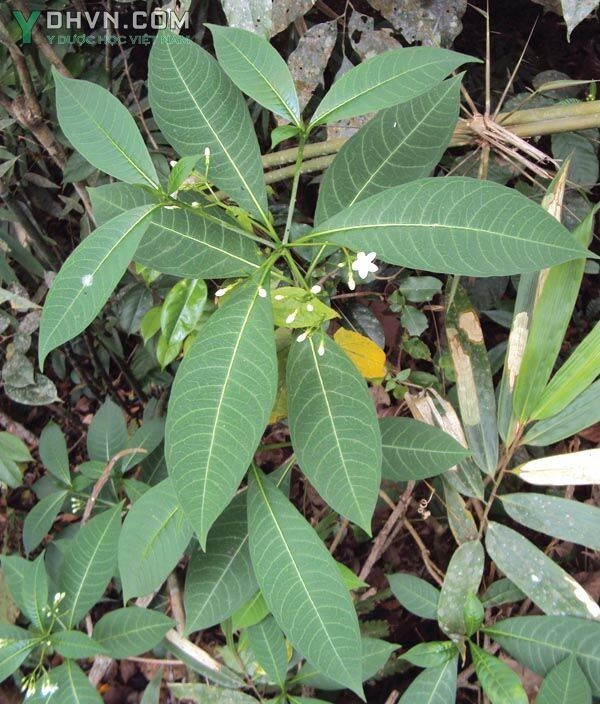 Ba gạc còn có tên la phu mộc; tên khoa học: Rauvolfia verticillata (Lour.)