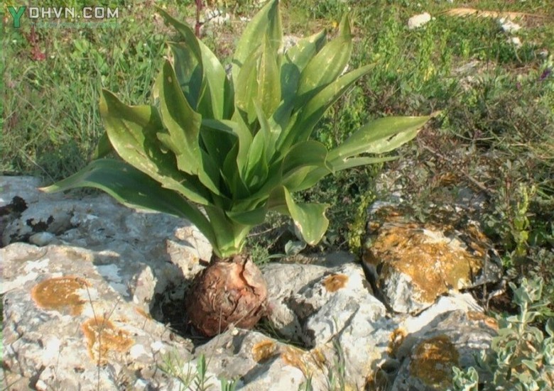 Cây Hành biển - Scilla maritima L. (Urginea maritima (L.) Bak.), thuộc họ Hành biển - Hyacinthaceae.